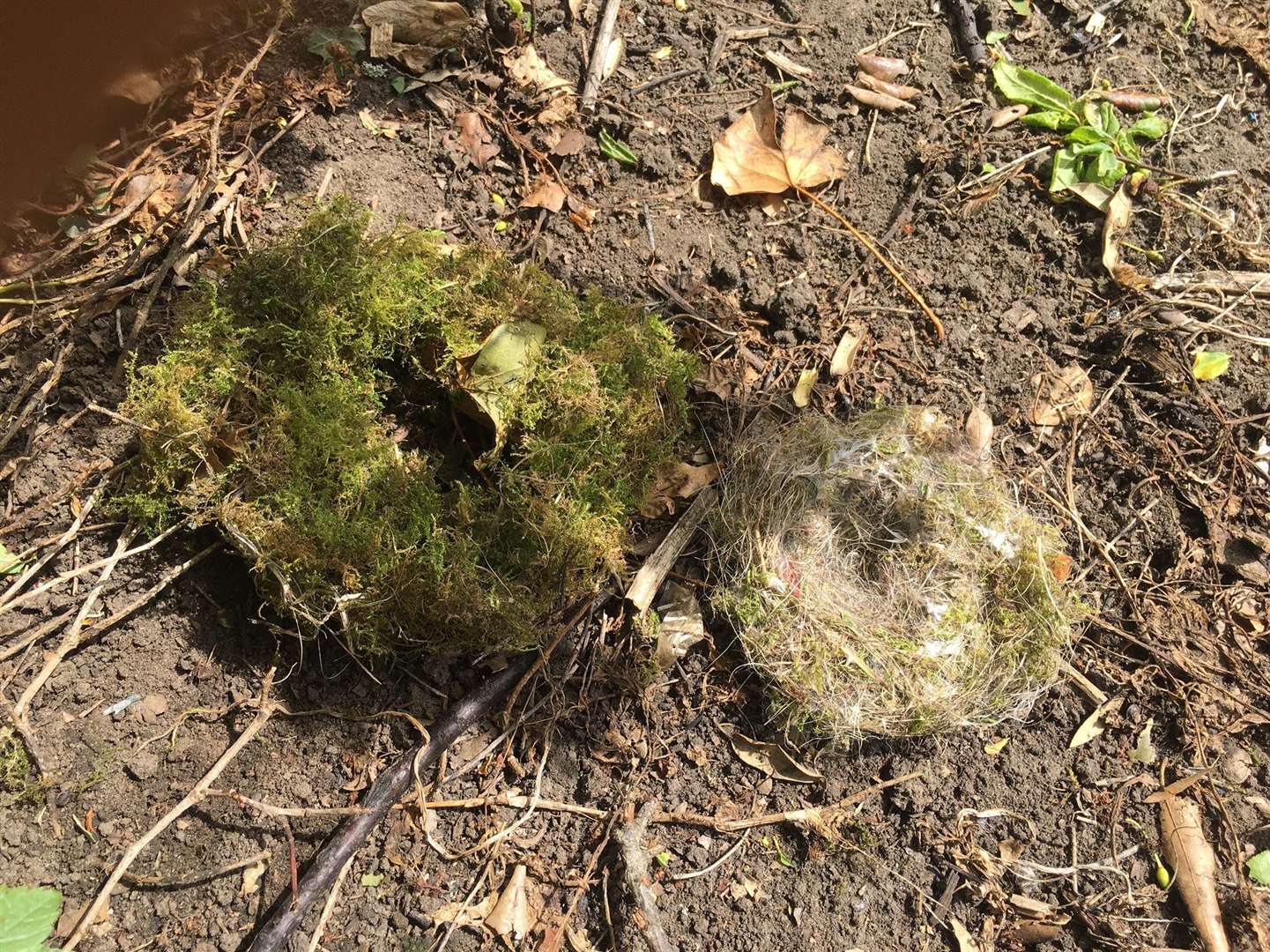 Bird nests were found discarded on the floor. Photo: Stephen Bailey