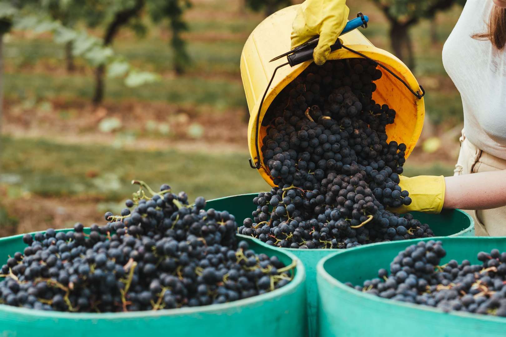 Harvesting those first vines in Australia would have been tough work