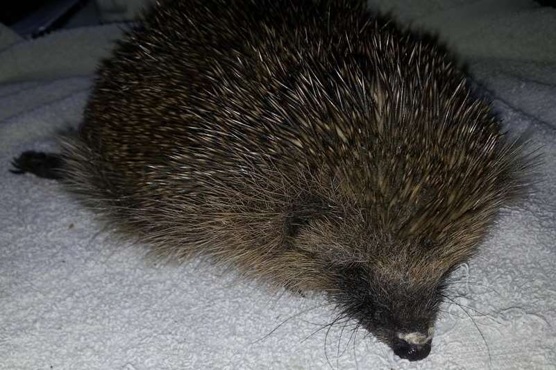 This hedgehog was left paralysed after being kicked 'like a football'