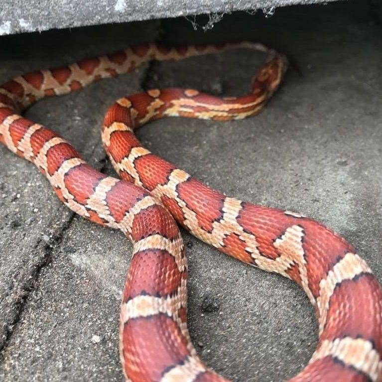 Snake found in Master's House, Trinity Road, Sheerness, during renovation work. Picture: Swale council