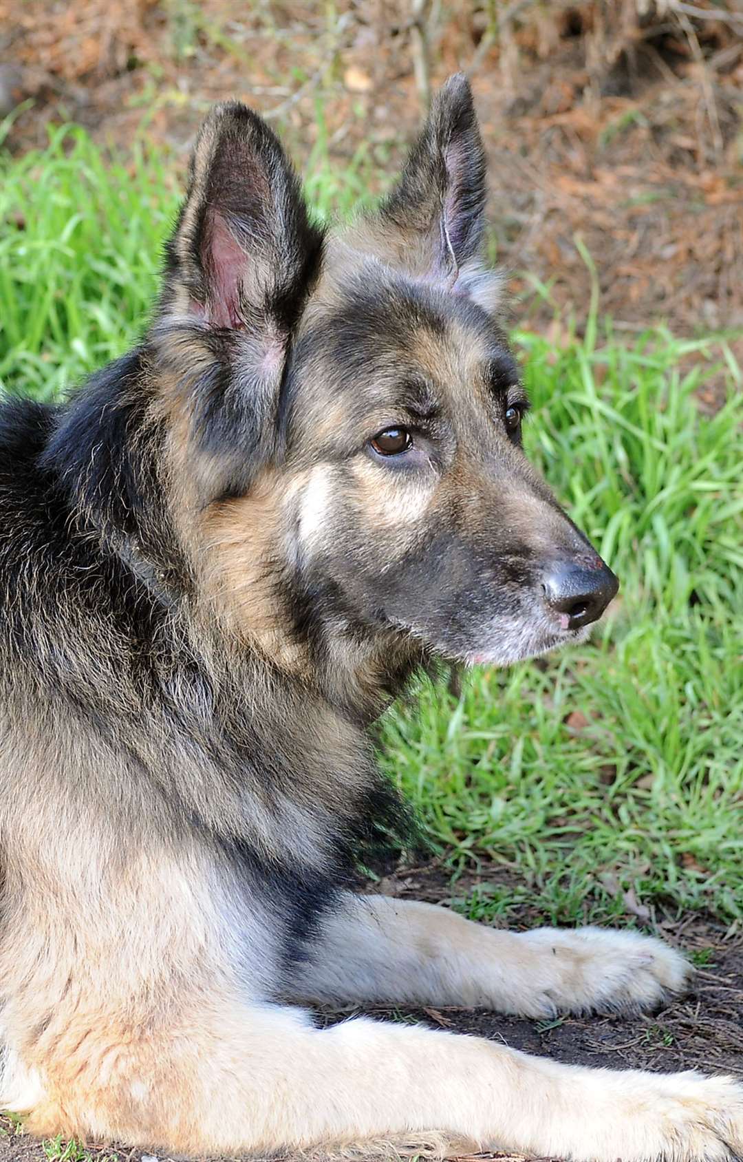 One of the cats was the size of a German shepherd dog. Stock image