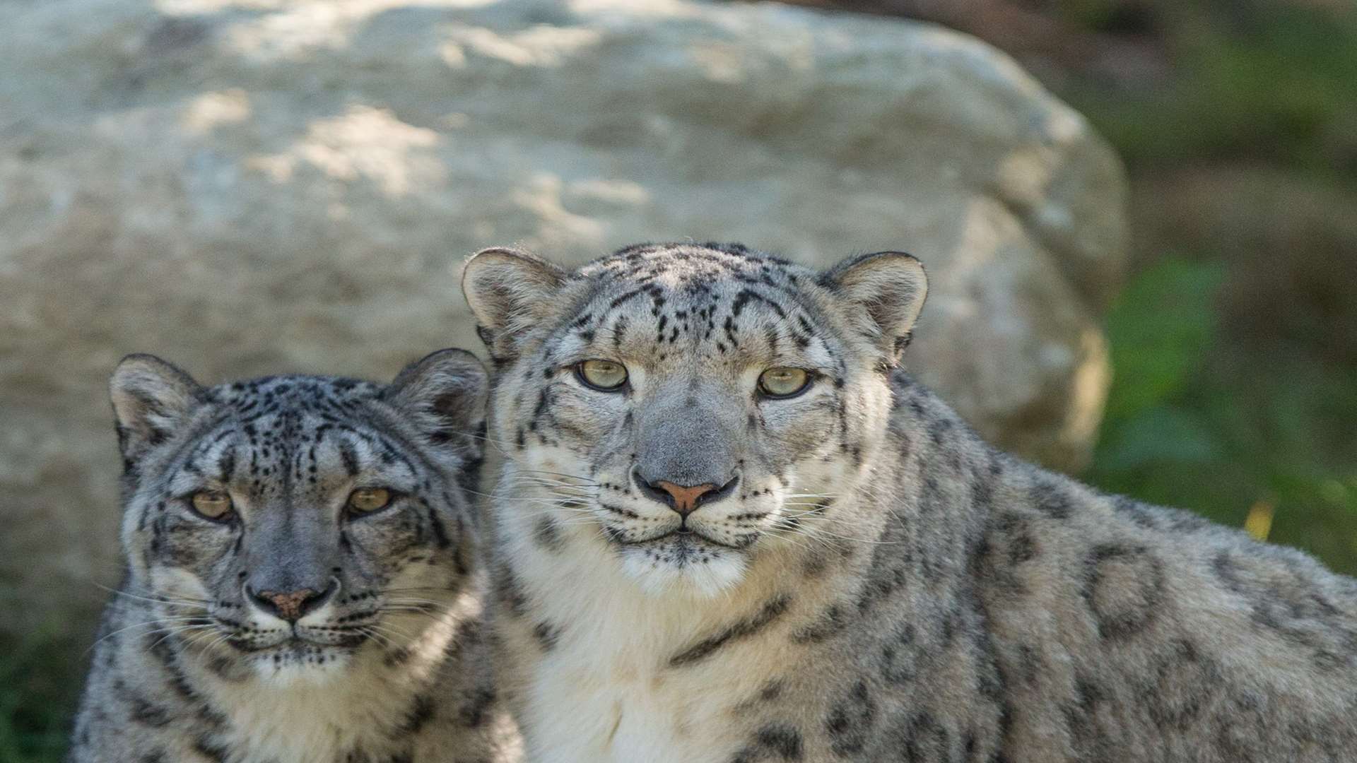 You could visit Howletts near Canterbury