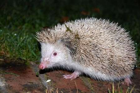 The rescued albino hedgehog