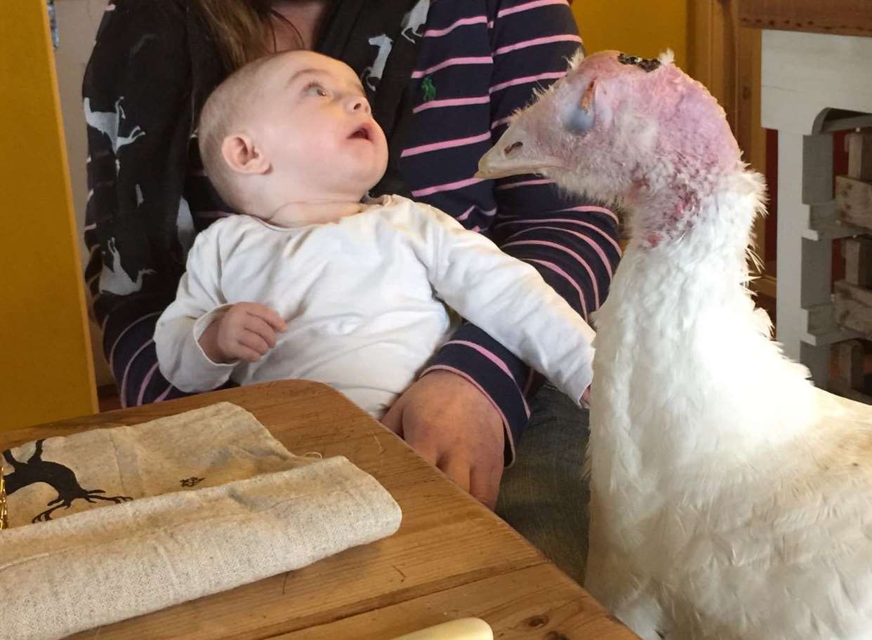 Tinsel the turkey with baby Isabella before her operation