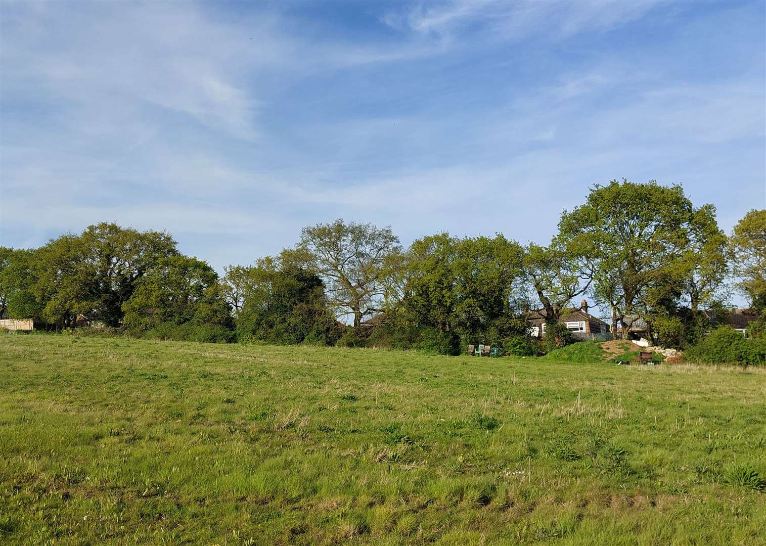 Mature oak trees could be felled in Hoo. Photo: Michael Pearce