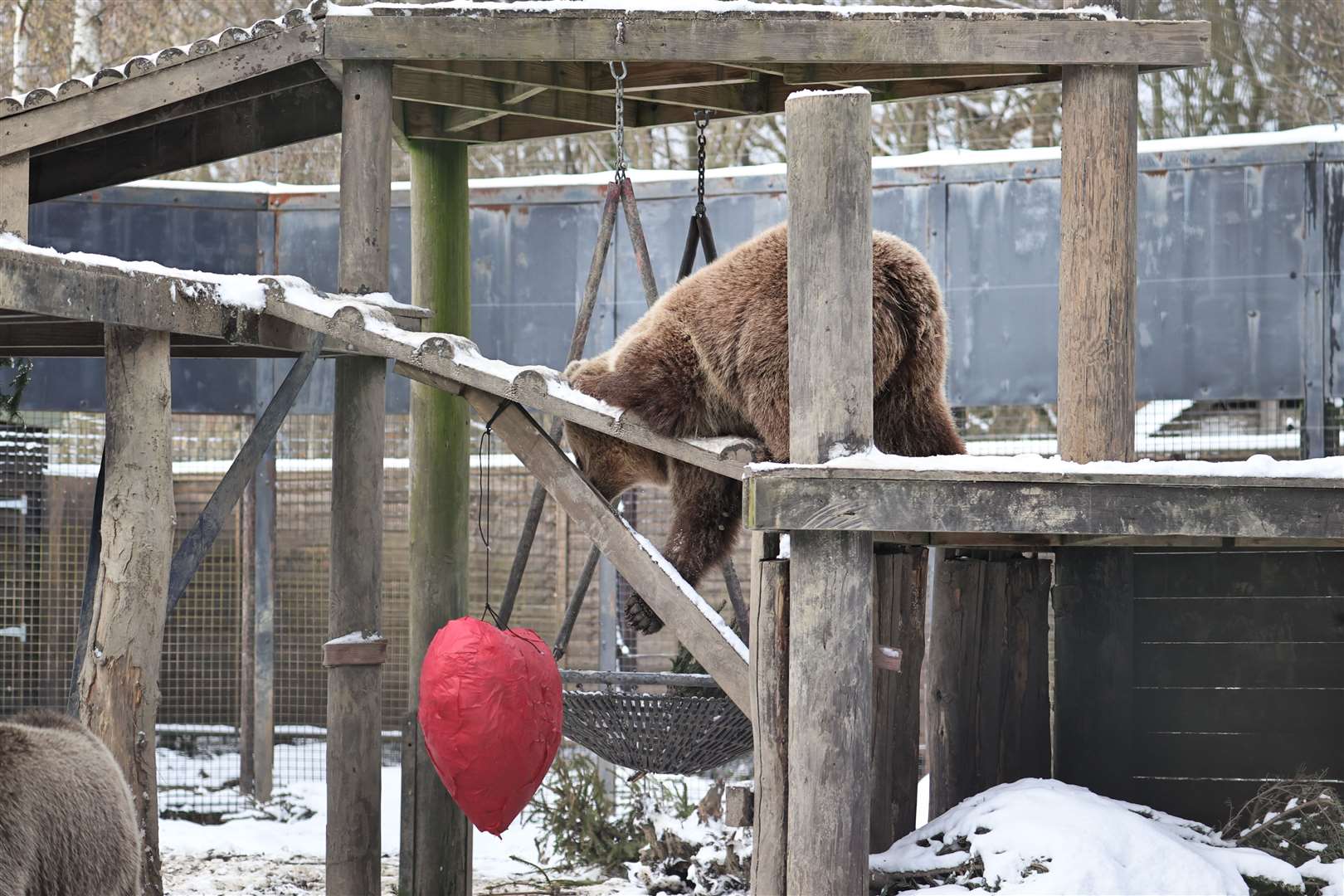 The pinatas served as enrichment and brainwork for the cubs. Picture: Wildwood