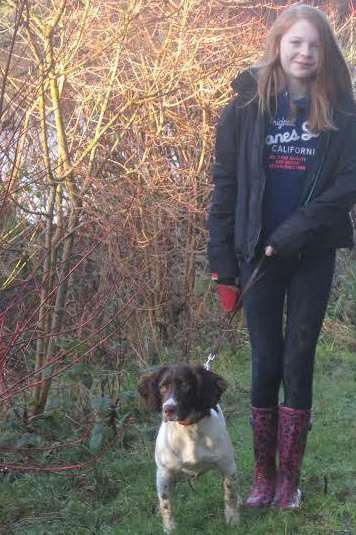 Missy the springer spaniel at Bedgebury