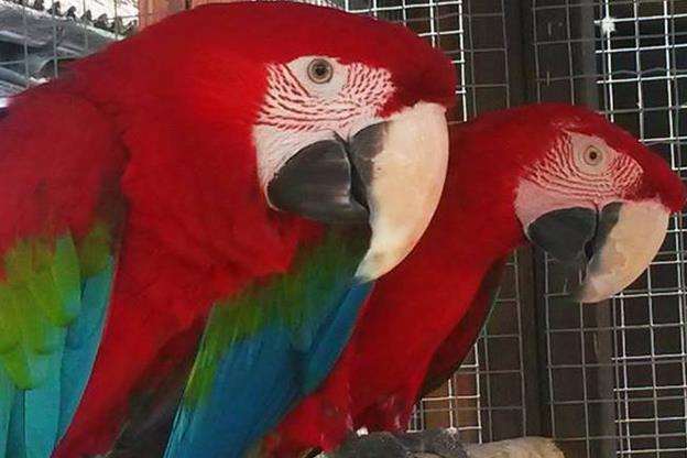 The other stolen macaw is mainly red