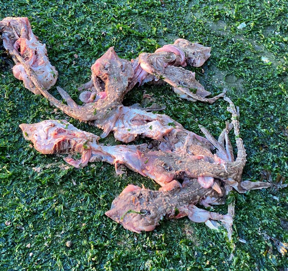 Dead sea creatures were found near Hampton Pier. Picture: Jordan Knight