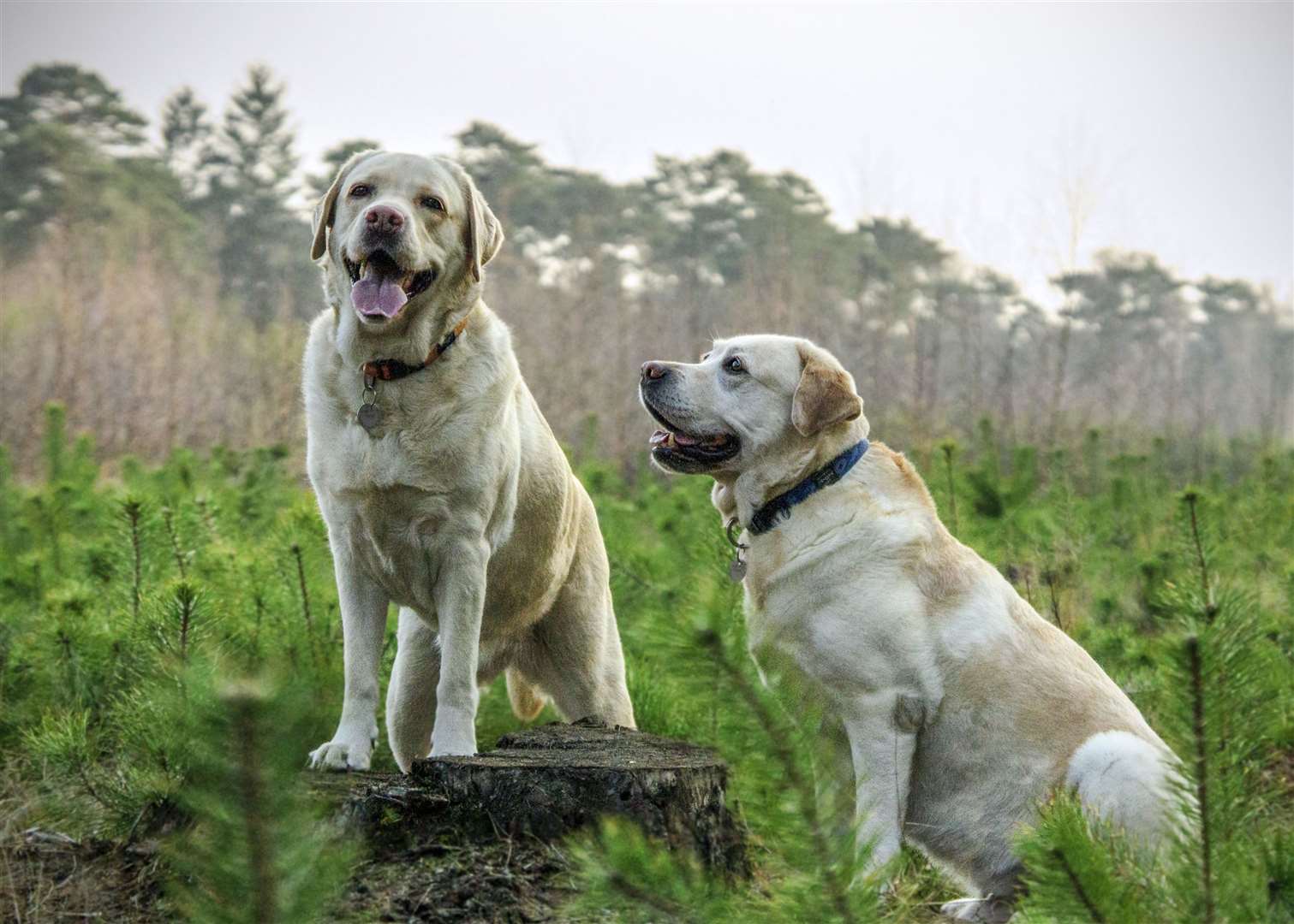 The RSPCA encourages people to go to one of it's rescue centres to get a dog. Stock Image