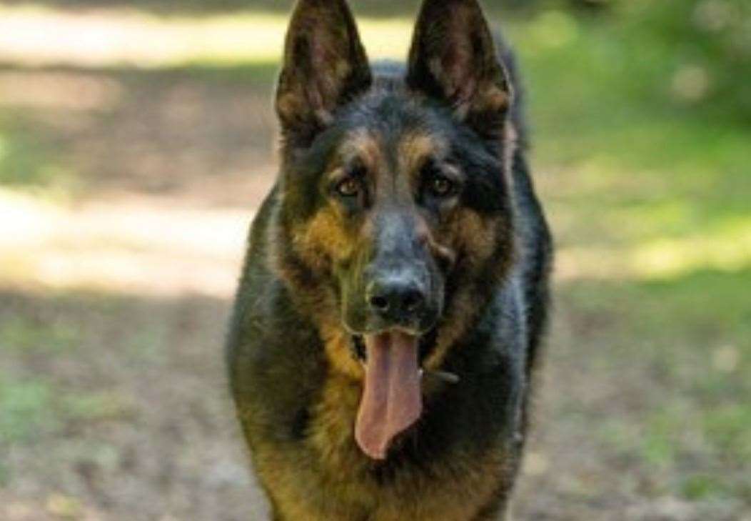 Police dog Eli helped to track down man who had fled the scene of a collision in Deal. Picture: Kent Police