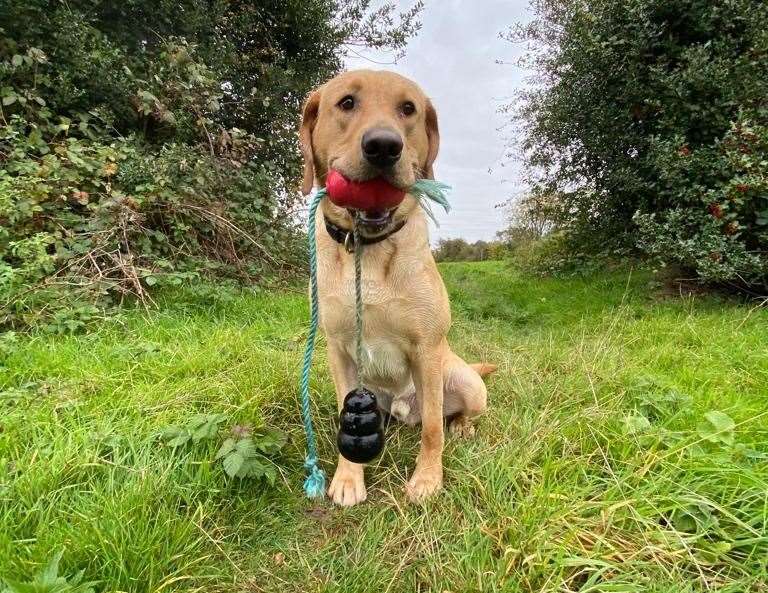 Ziggy the Labrador