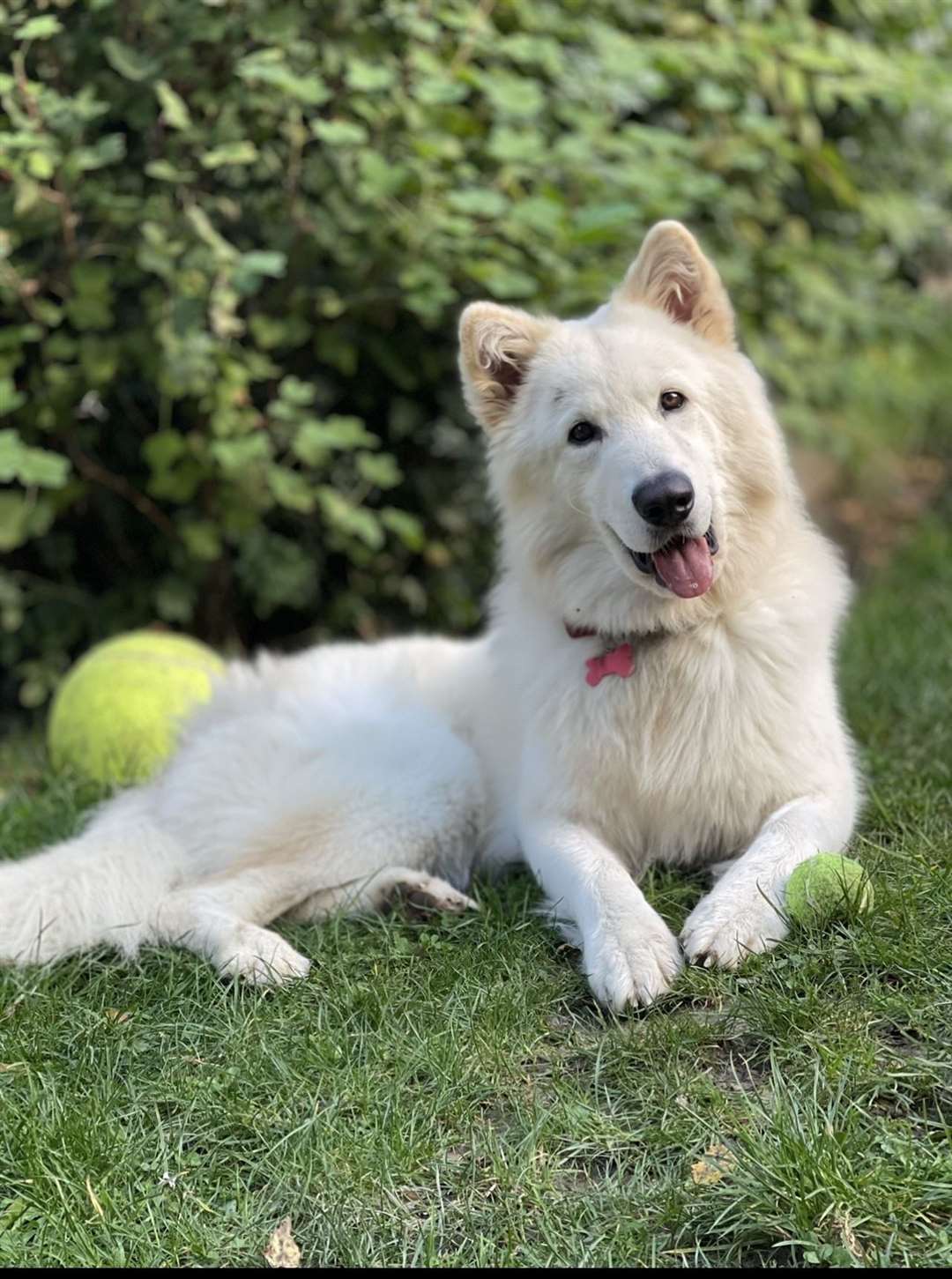 Albie is a bit of a poser