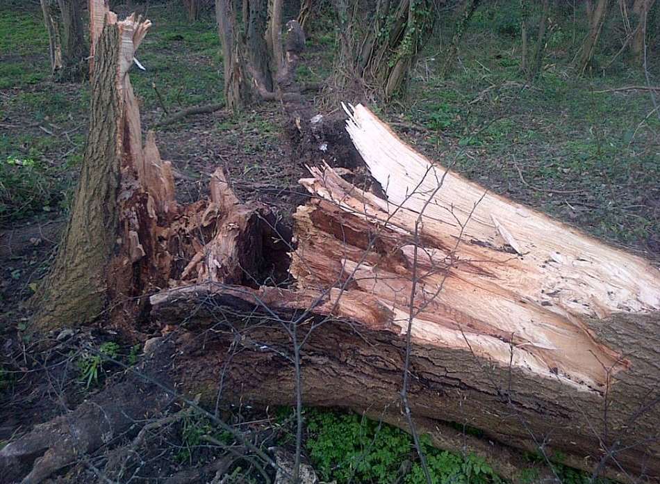 A fallen tree has blocked the road. Stock image