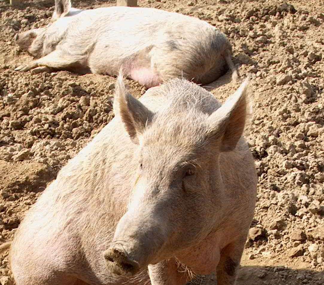 Butch and Sundance at the Rare Breeds Centre. Picture: Rare Breeds Centre