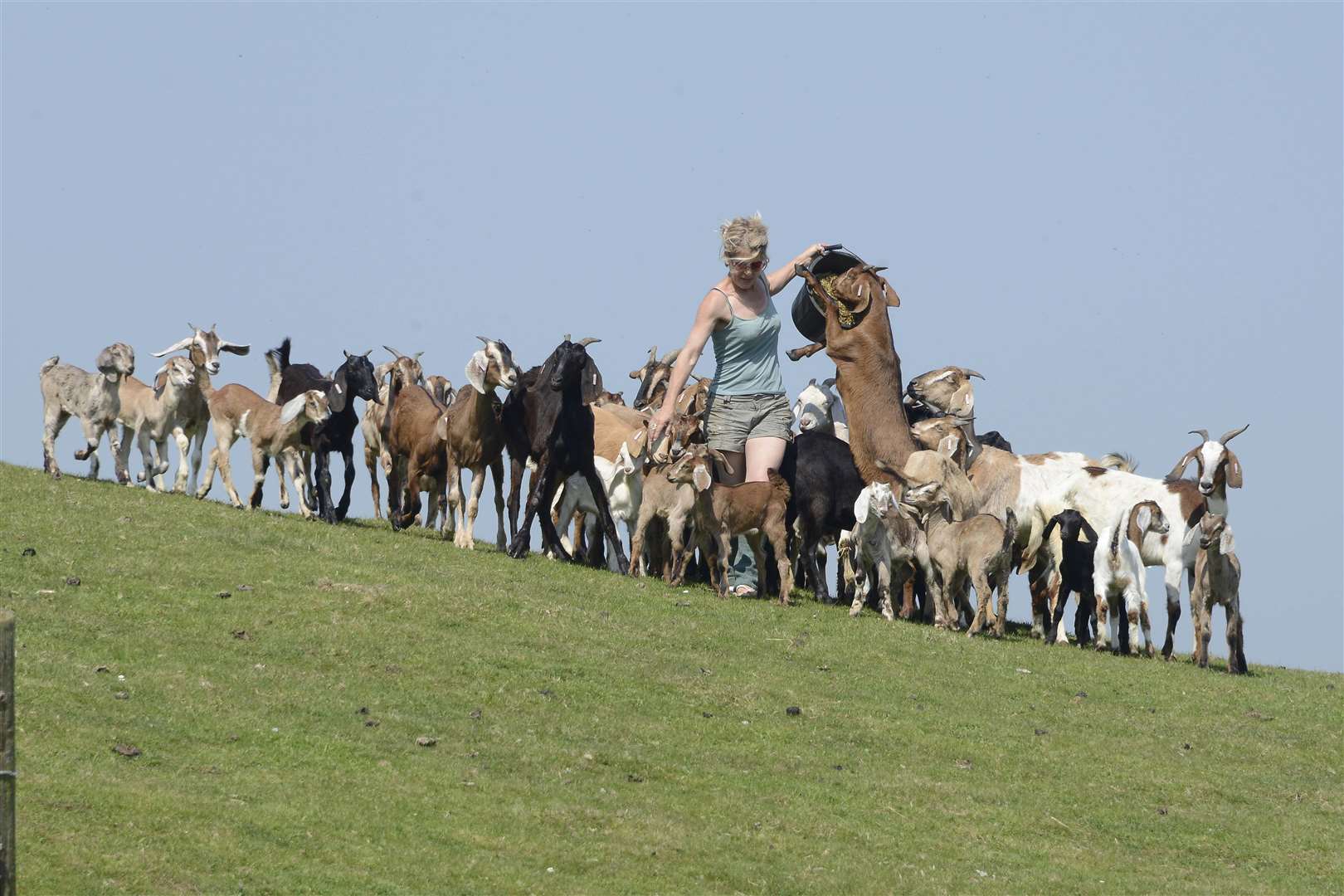 Dawn with her herd