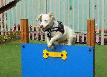 Rusty a spaniel-cross enjoys training at HMP Swaleside on the Isle of Sheppey. Picture: Ministry of Justice