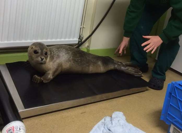 The pup after his ordeal. Picture: Burnham House Veterinary Surgery.