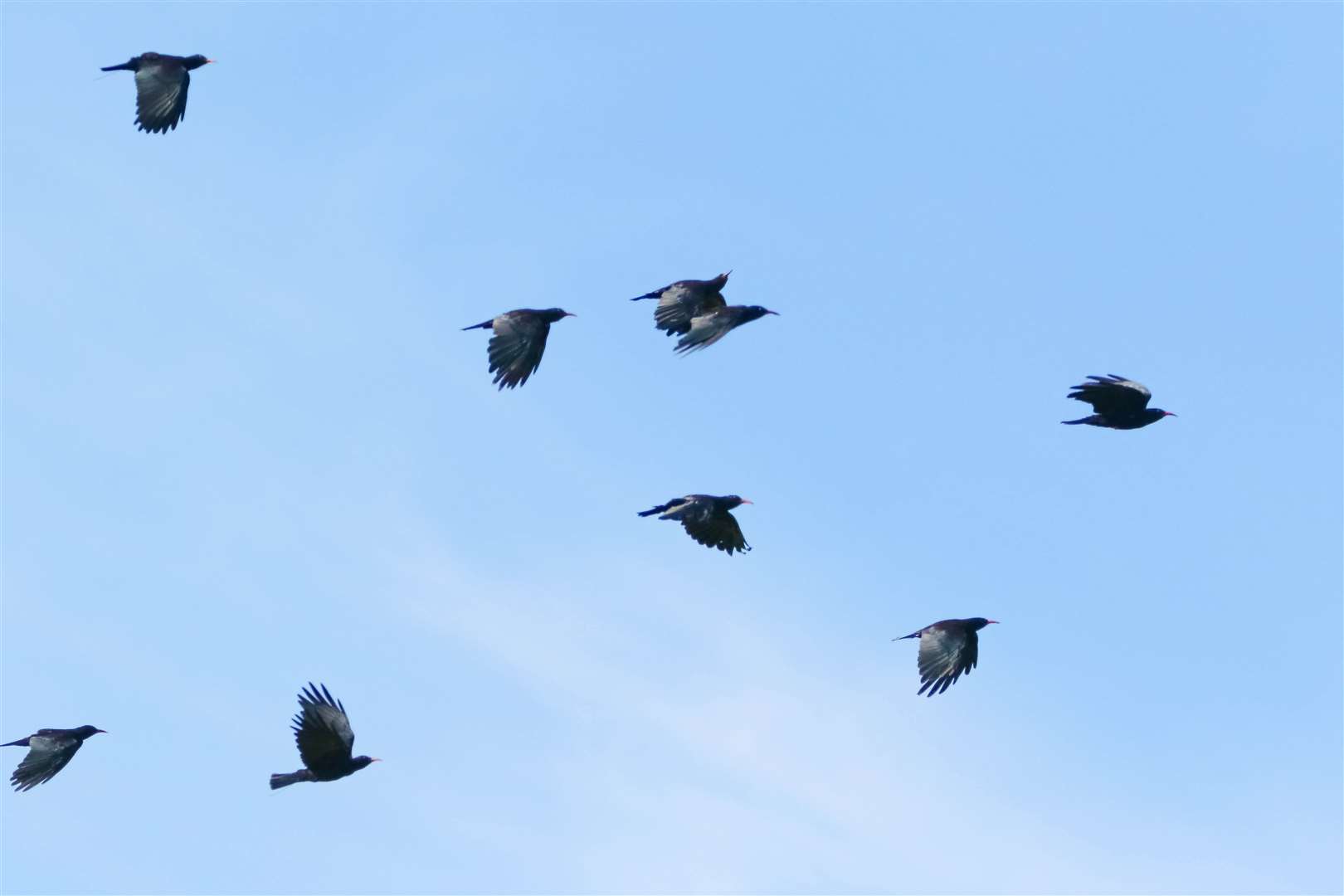 Red-billed choughs are flying over Kent in the wild again after two centuries. Picture: Kent Wildlife Trust