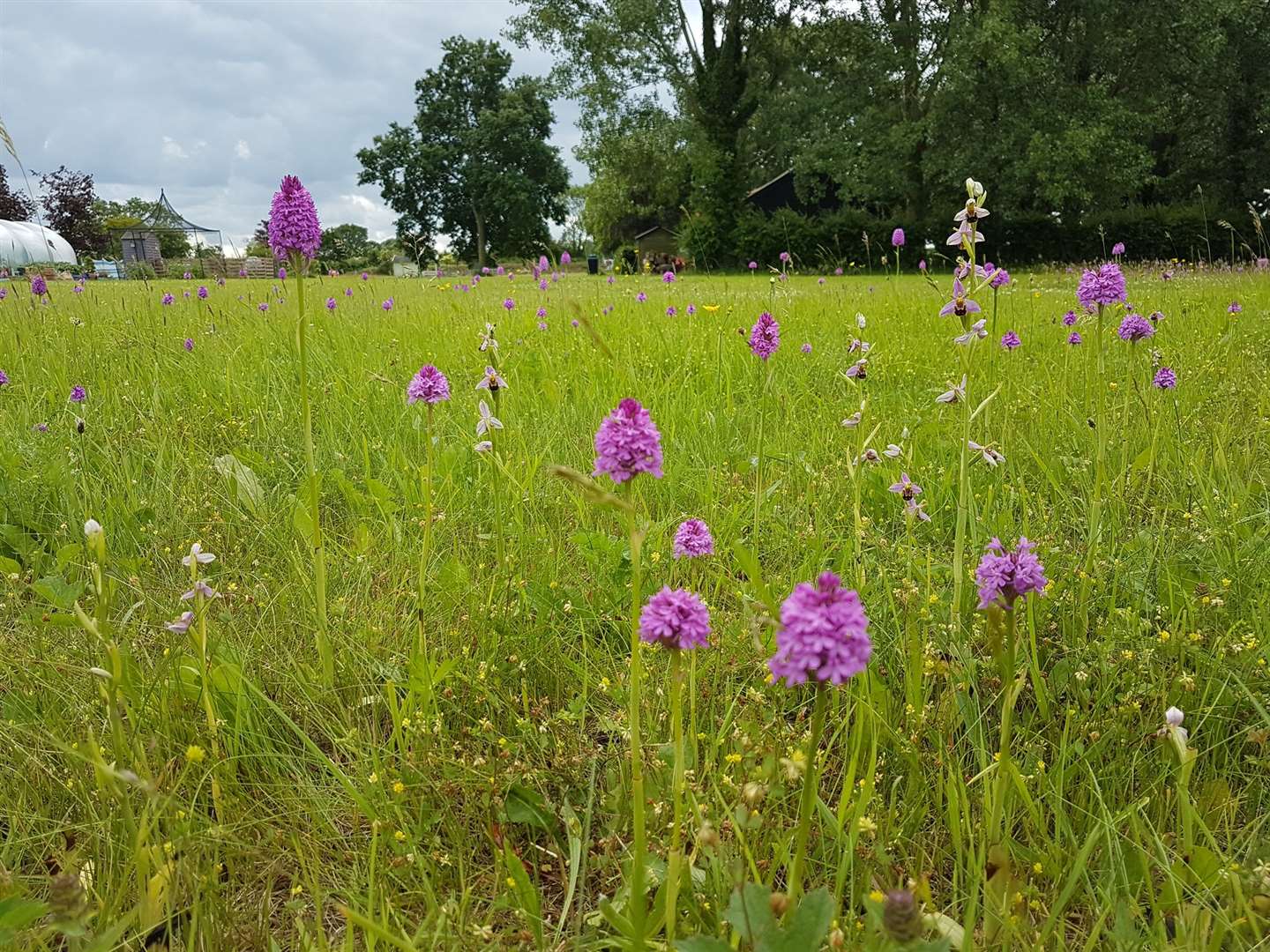 Bee orchids and pyramidal orchids in a lawn (Mike Waller/Plantlife/PA)