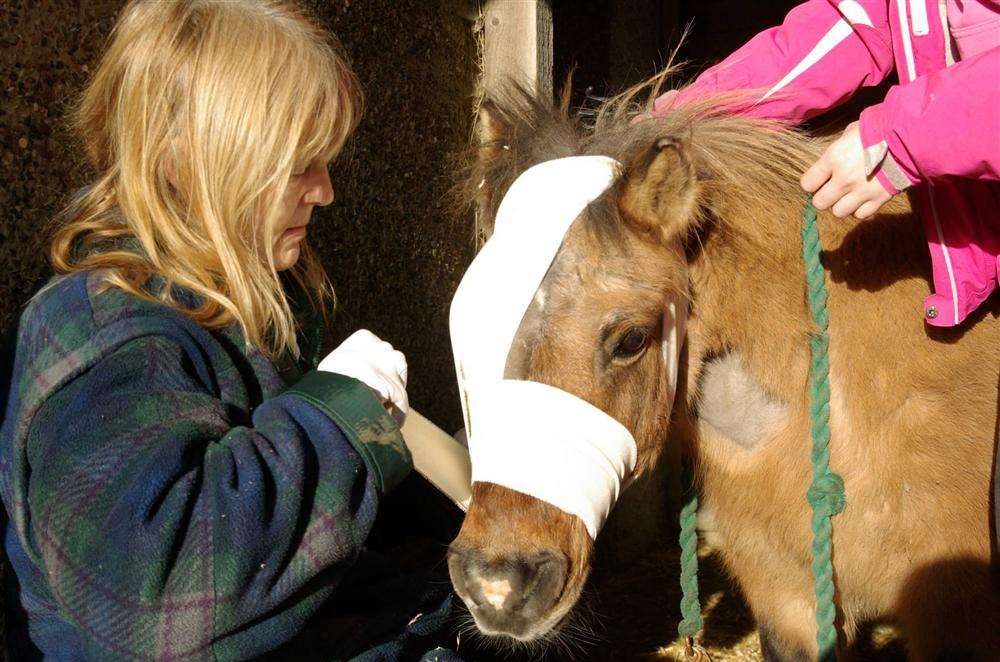 Arthur the Shetland pony has lost an eye