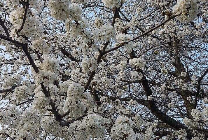 The blossom tree in flower in spring. Picture: Beverley Hunt