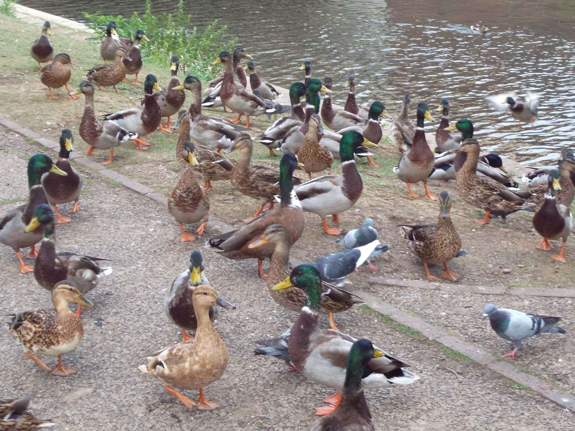 Sylvie was feeding the ducks and geese