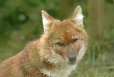 A dhole