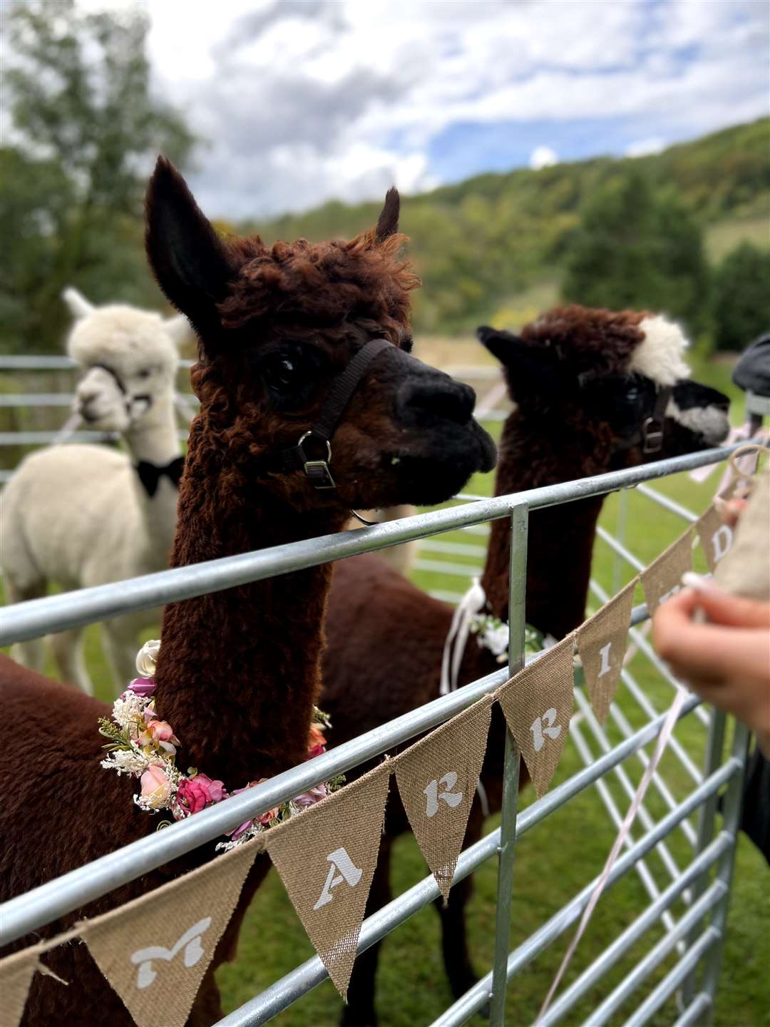 Alpaca weddings are by Lower Bush Alpacas