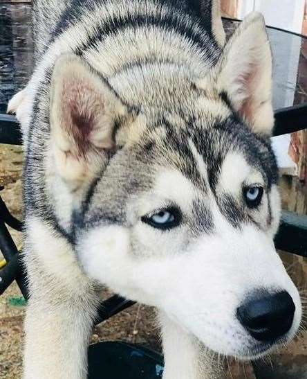 Husky, Echo at Eagle Heights, Eynsford