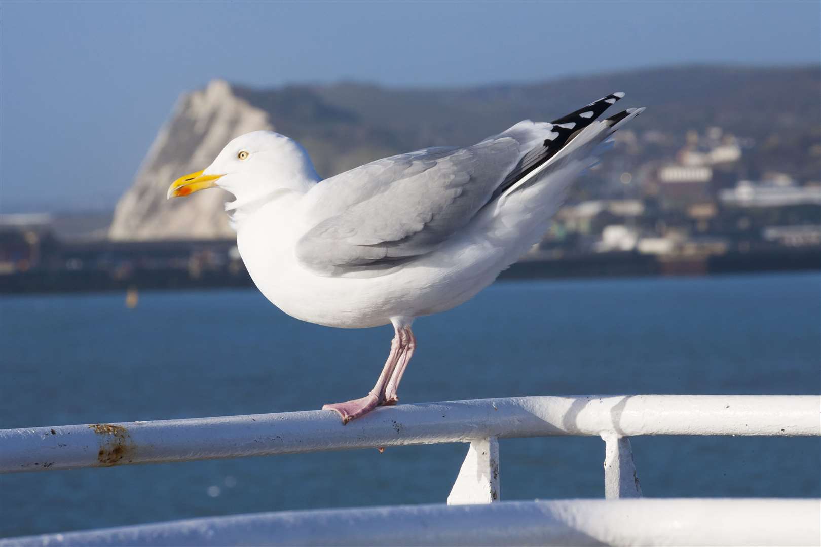 The RSPCA has stopped accepting sick gulls to animal centres as this outbreak grows