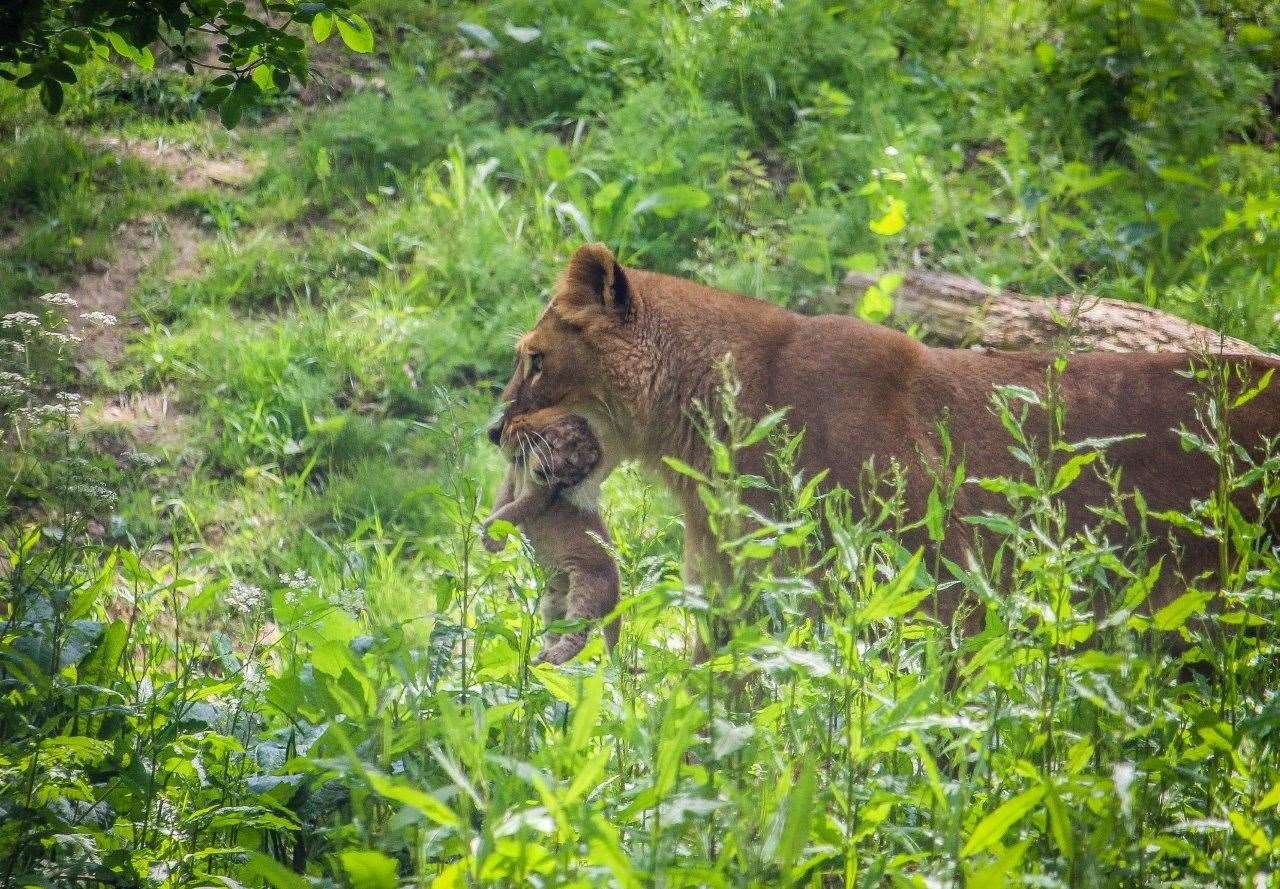 Port Lympne is celebrating the birth of three lion cubs, the first to be born at the park in over 10 years