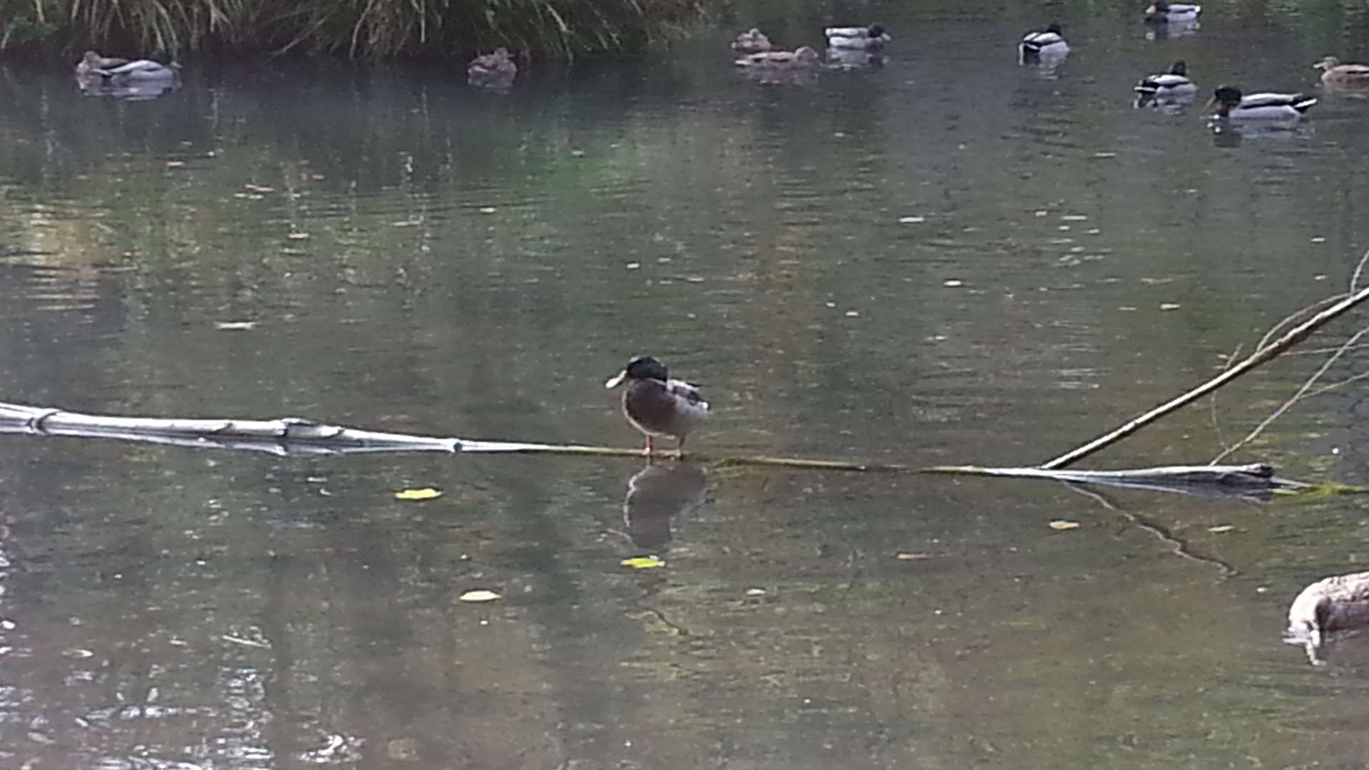 Ducks on the millponds in Tovil