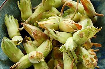 The cobnuts season has begun