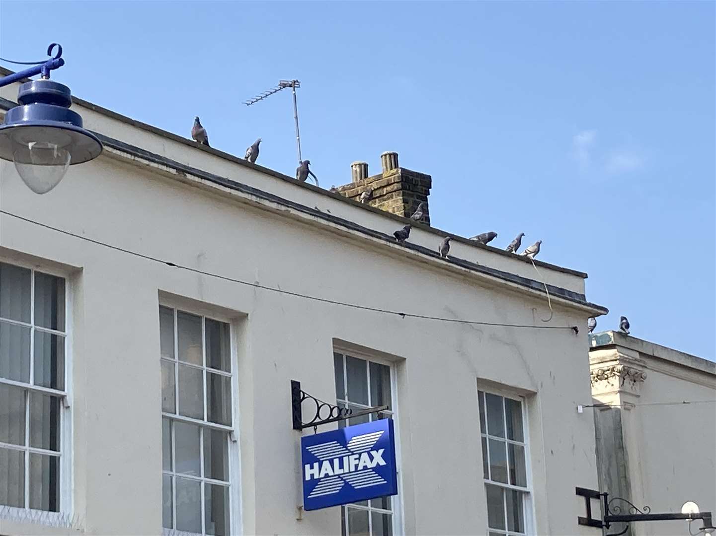 Pigeons waiting for their food in Sheerness