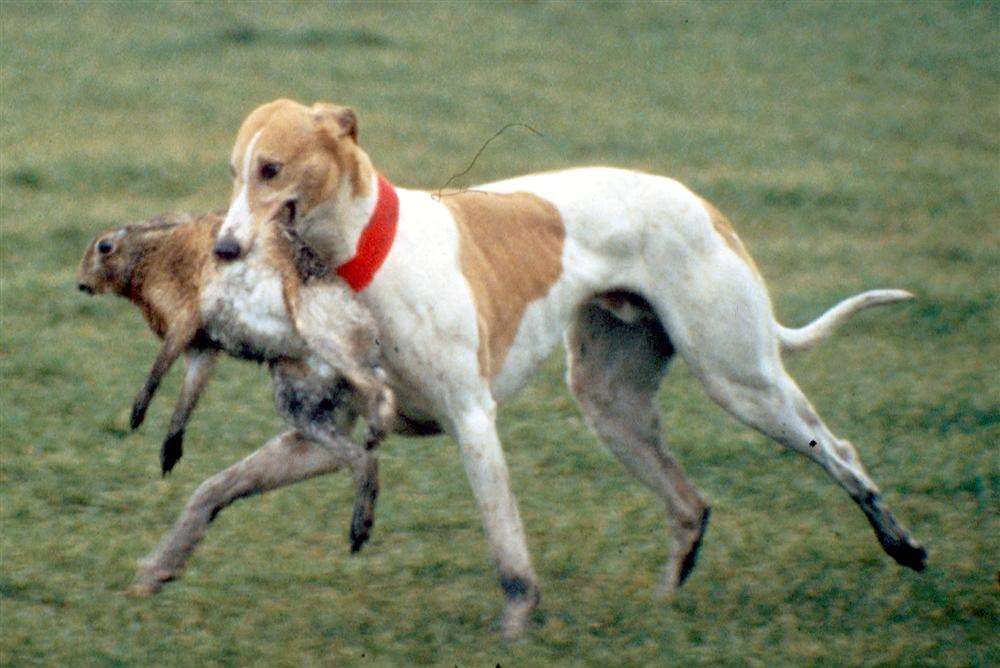 Hare coursing. Picture: League Against Cruel Sports.