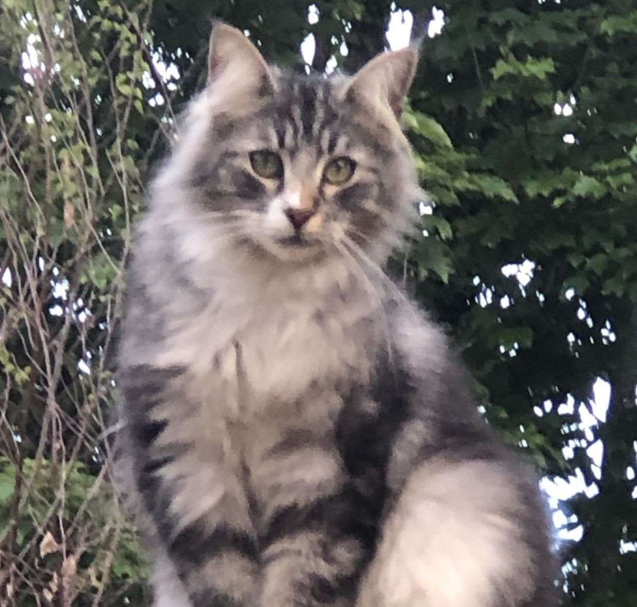 Forest, a rare Norwegian Forest cat, was found dead in Folkestone