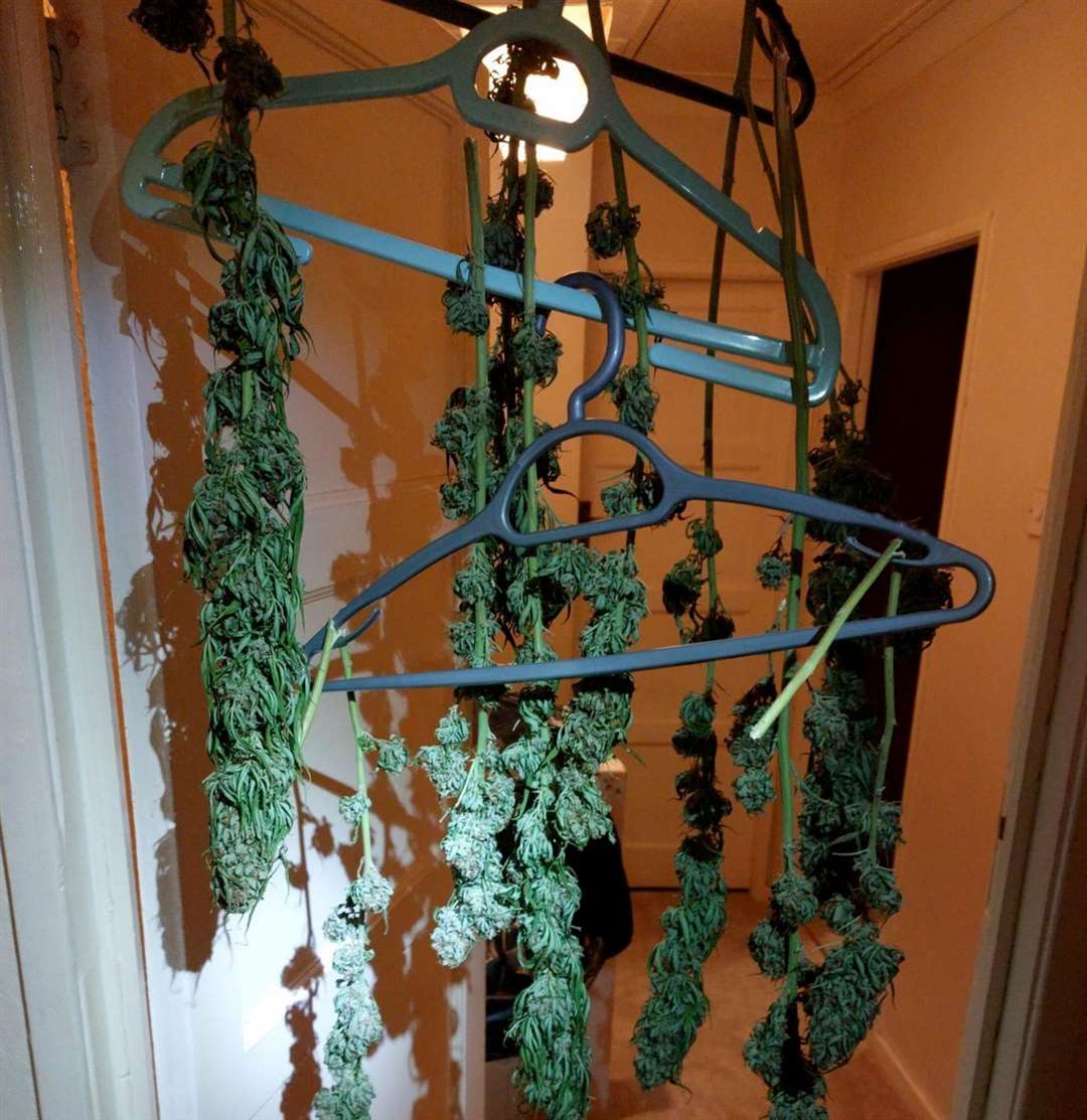 Cannabis was found drying on coathangers inside a property near Ashford town centre. Picture: Kent Police