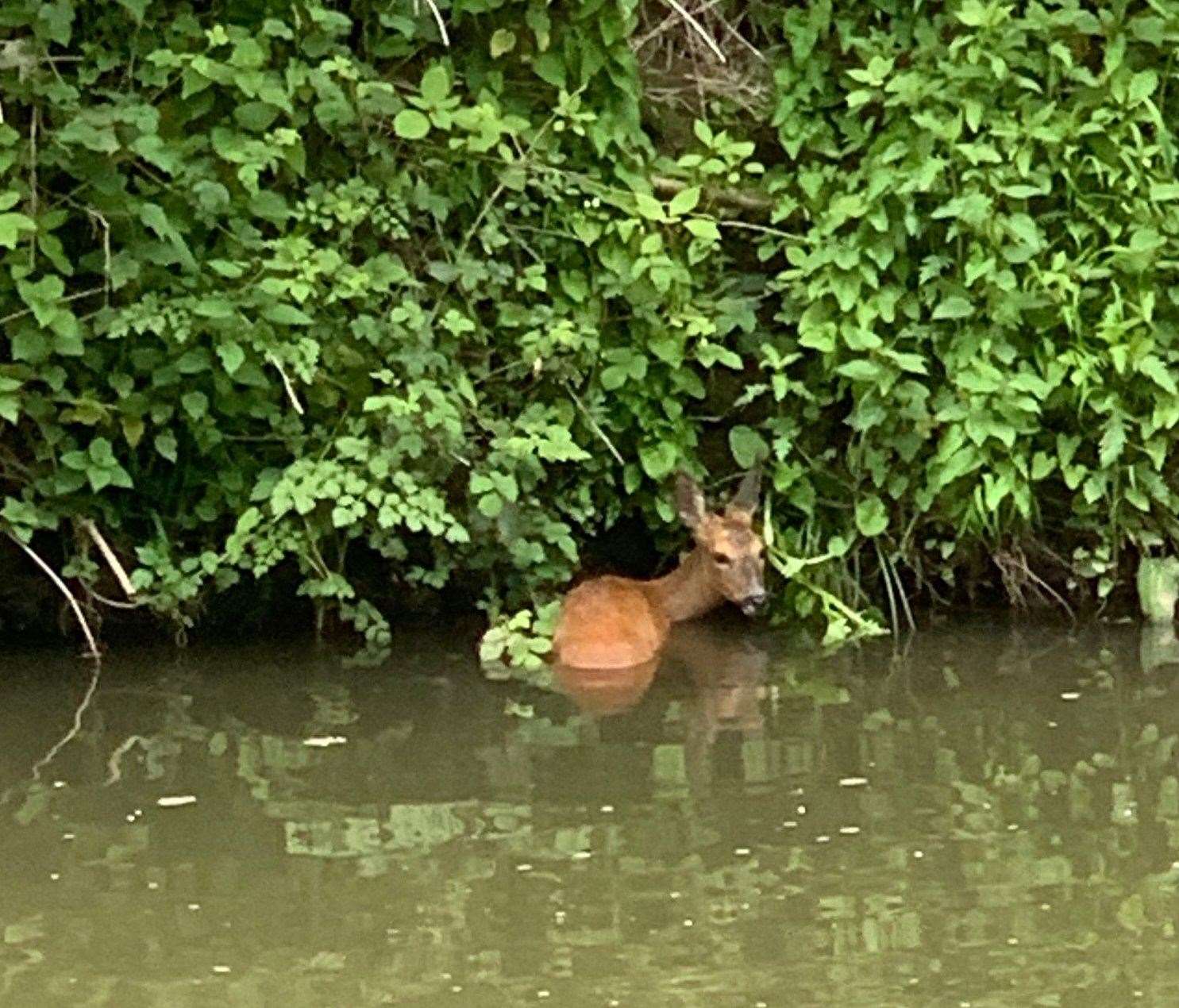 Firefighters were called to rescue the stranded deer in the Haysden Country Park, Tonbridge. Picture: KFRS