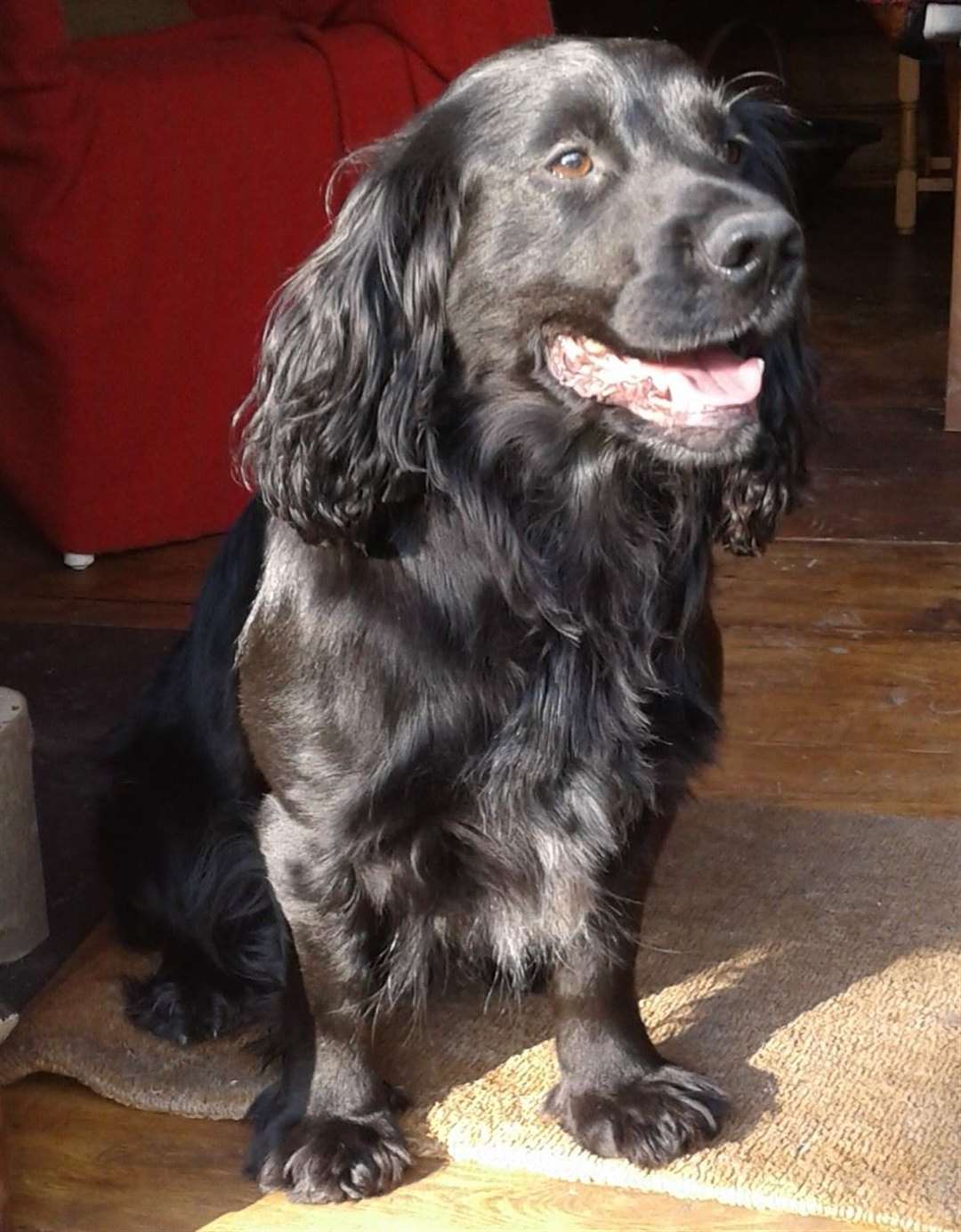 The seven-year-old Cocker Spaniel saved a deer from drowning. Picture: Pennard Vets