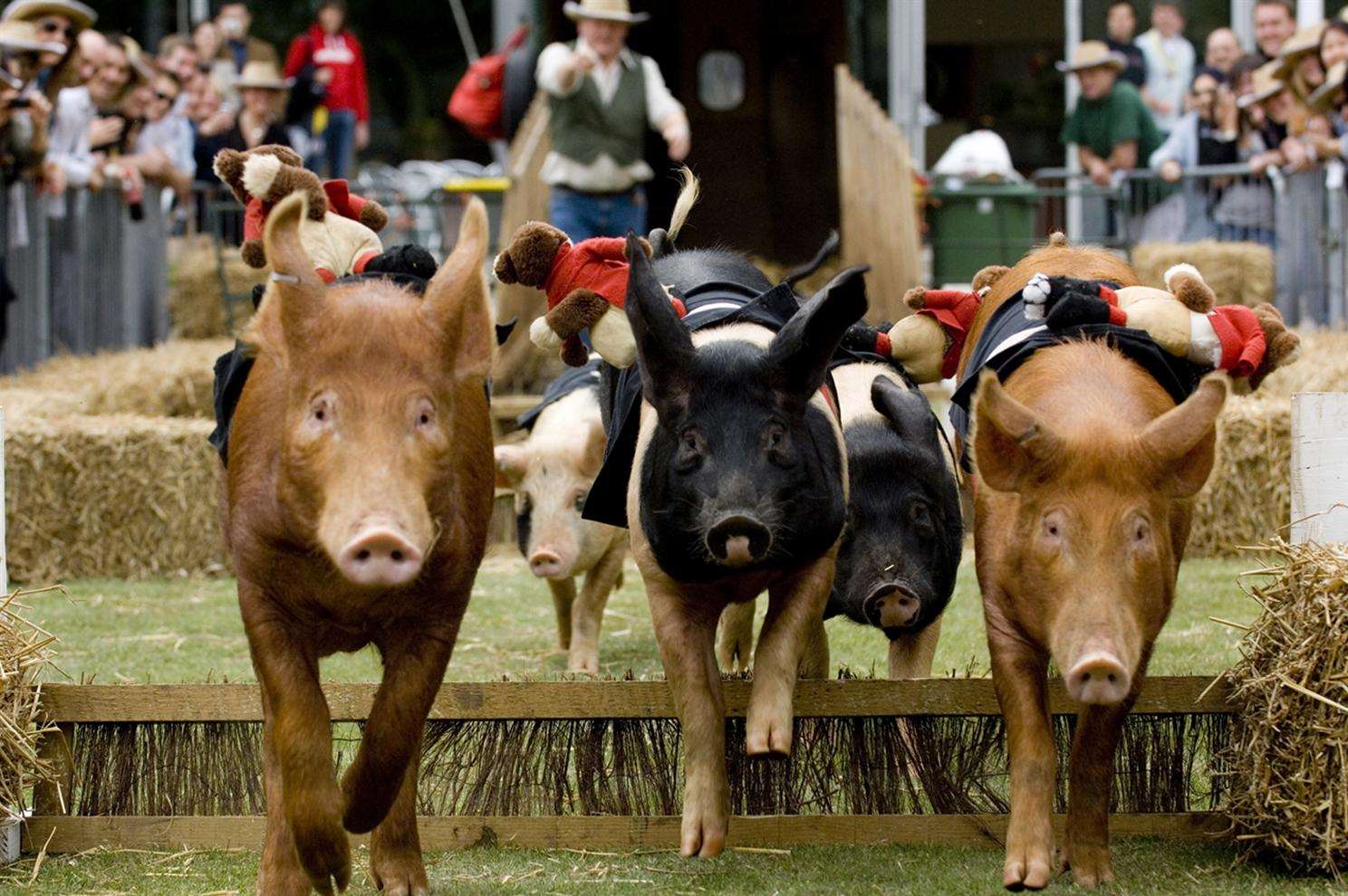 Pig racing at Hole Park, Rolvenden