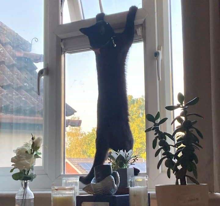 Angel Adams posted a picture of Shadow trying to escape when she visited family. She says he is an indoor cat and this is the window of a first-floor flat