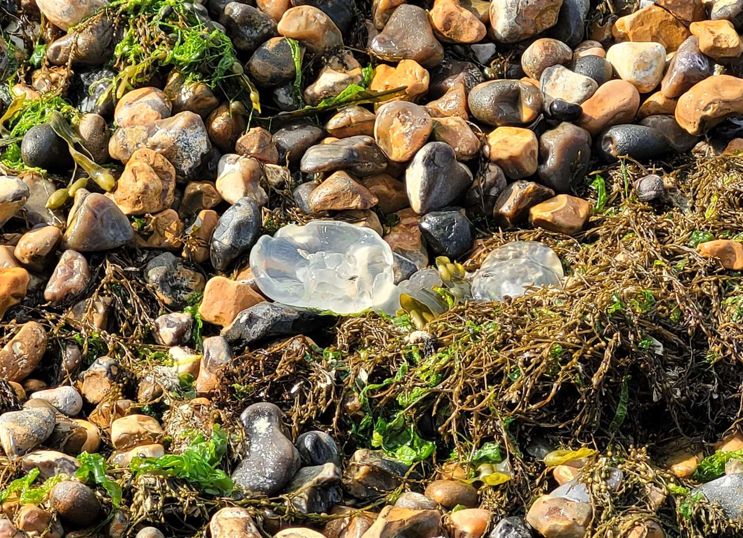 Marie Hammies says she warned dog owners about the jellyfish