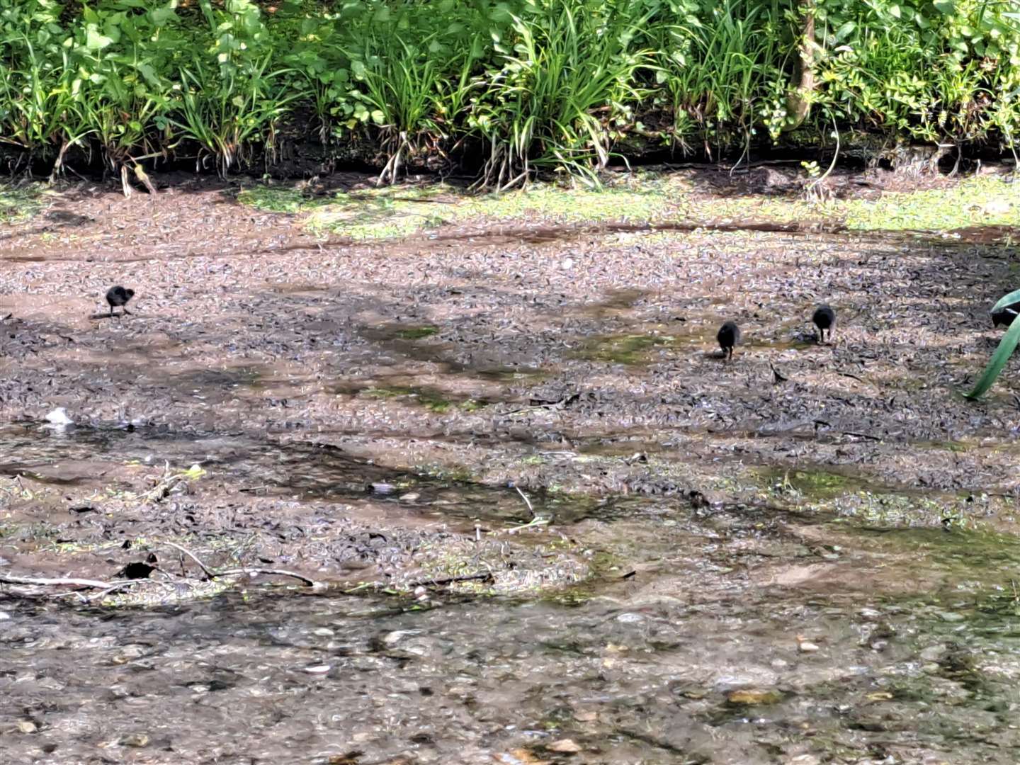 Duck sitting in dried up millpond in Cave Hill, Tovil.