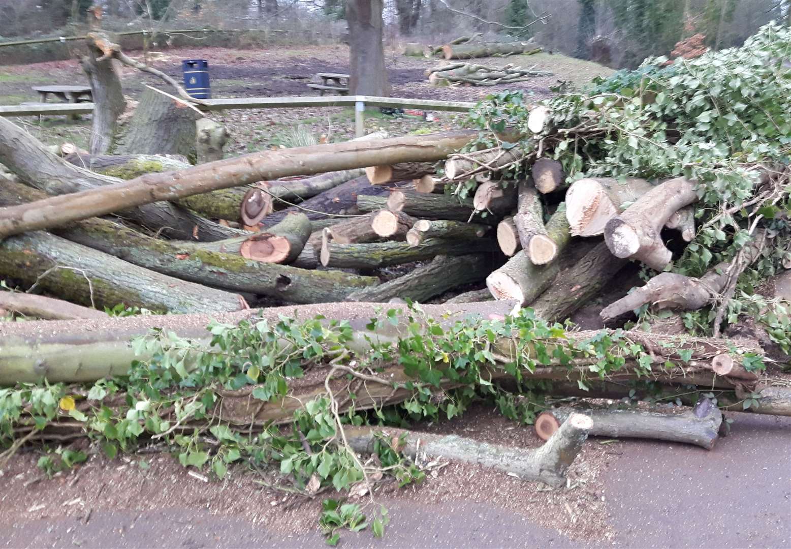 Felled trees at Mote Park