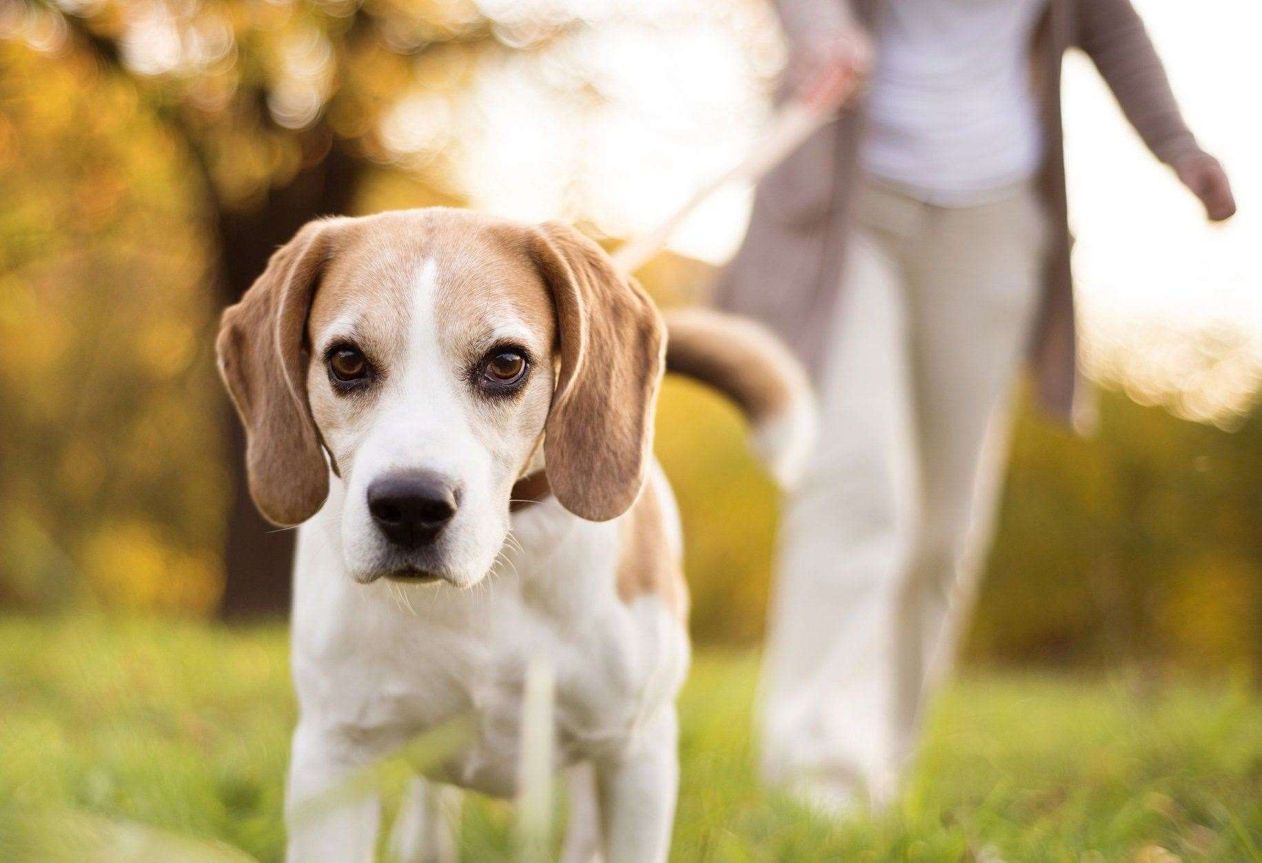 Walking early or at dusk will be cooler. Image: iStock.