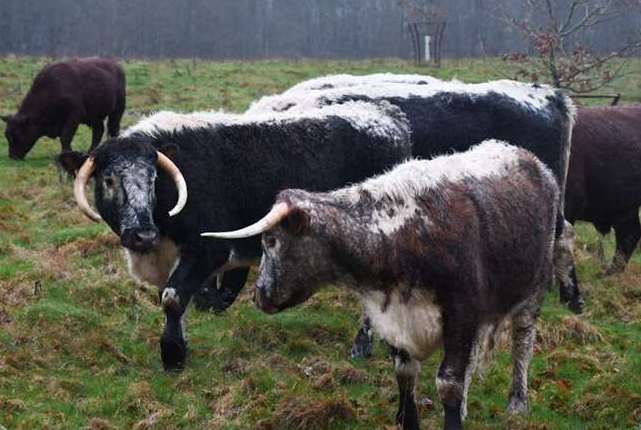 The mix of longhorns and Sussex cows were welcomed back to Scotney Castle, near Tunbridge Wells. Picture: Kent Wildlife Trust