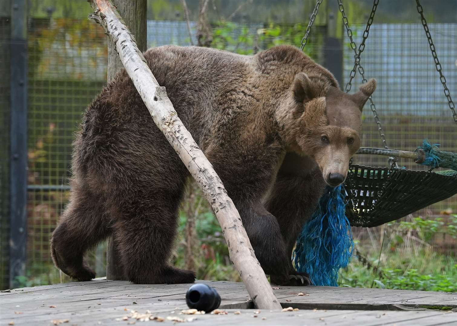 Two-year-old brown bear Boki in his enclosure at the Wildwood Trust in Canterbury, Kent (Gareth Fuller/PA)