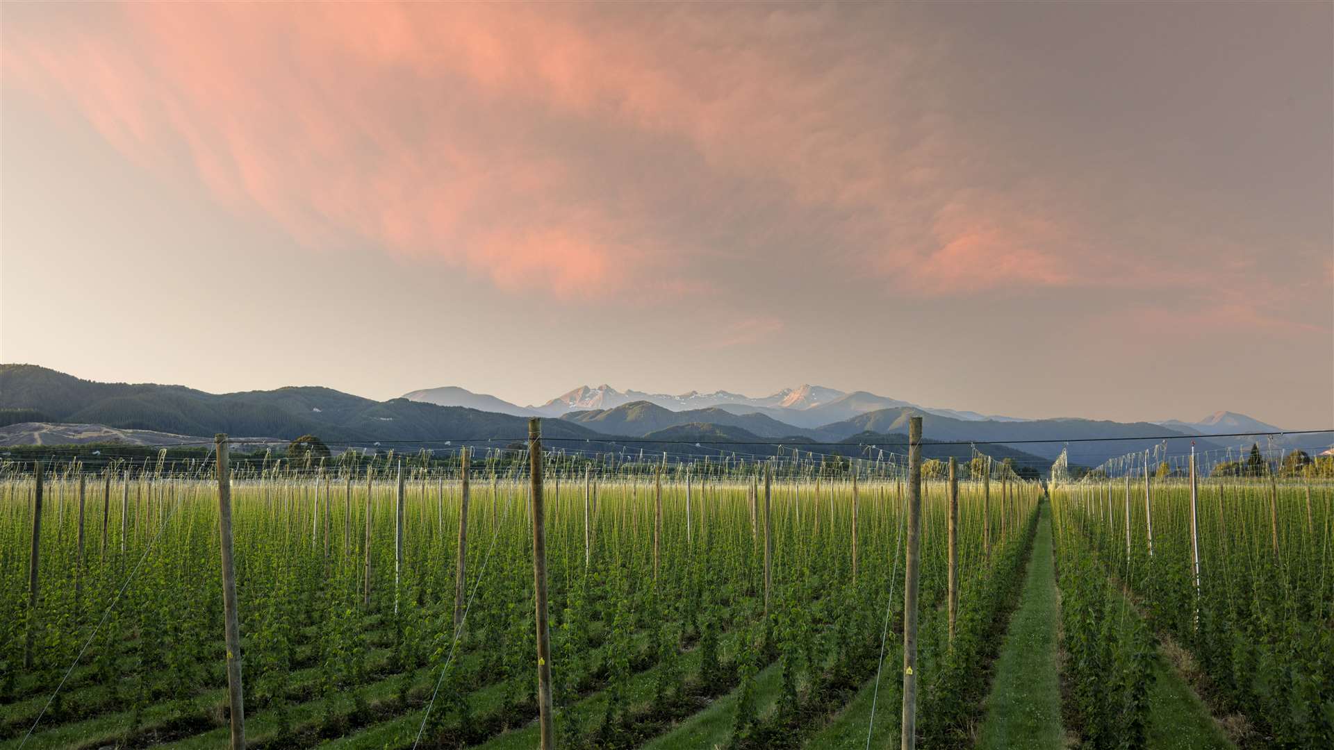 The hops growing in New Zealand