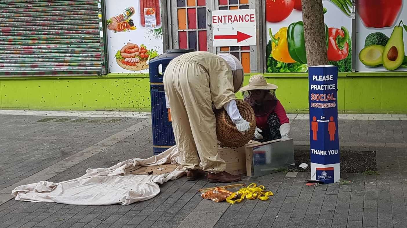 Beekeepers work to move the bees from Gabriel's Hill in Maidstone